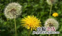 蒲公英花杆的功效 蒲公英花杆的功效简单介绍