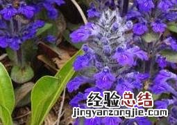 紫金露花的养殖方法和繁殖方式视频 紫金露花的养殖方法和繁殖方式