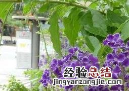 紫金露花的养殖方法和繁殖方式视频 紫金露花的养殖方法和繁殖方式