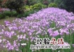 紫娇花的养殖方法和繁殖方式 紫娇花的养殖方法和繁殖方式图片