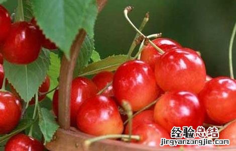 孕妇能吃樱桃吗?孕晚期 孕妇能吃樱桃吗?