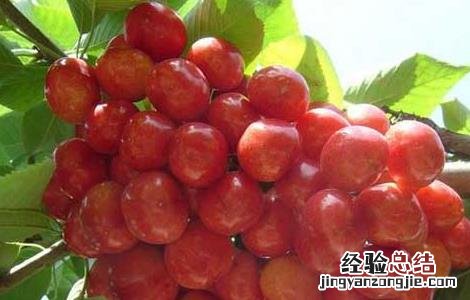 孕妇能吃樱桃吗?孕晚期 孕妇能吃樱桃吗?