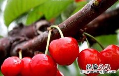 孕妇能吃樱桃吗?孕晚期 孕妇能吃樱桃吗?