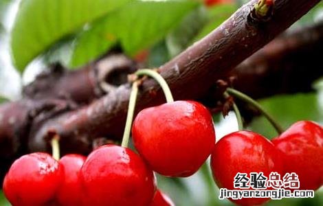 孕妇能吃樱桃吗?孕晚期 孕妇能吃樱桃吗?