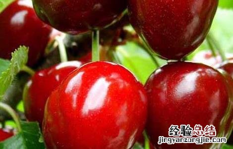 孕妇能吃樱桃吗?孕晚期 孕妇能吃樱桃吗?