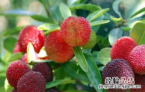 孕妇能吃杨梅吗 孕妇能吃杨梅吗晚期一天吃几个