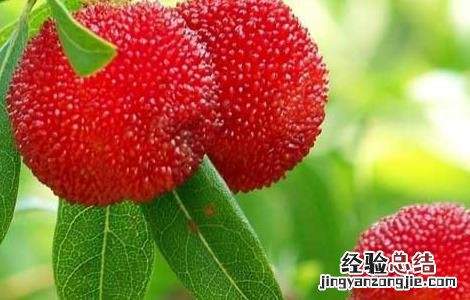 孕妇能吃杨梅吗 孕妇能吃杨梅吗晚期一天吃几个