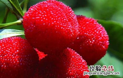 孕妇能吃杨梅吗 孕妇能吃杨梅吗晚期一天吃几个