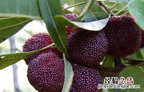 孕妇能吃杨梅吗 孕妇能吃杨梅吗晚期一天吃几个