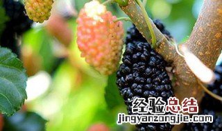 桑树哪个月扦插最好养 桑树哪个月扦插最好
