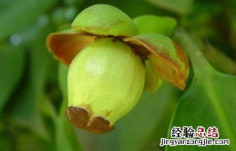 孕妇能吃山竹吗 孕妇能吃山竹吗晚期