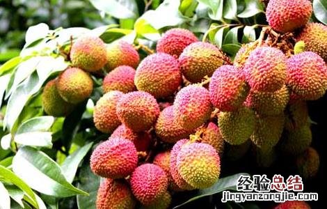 孕妇能吃荔枝吗 孕妇能吃荔枝吗 孕中期