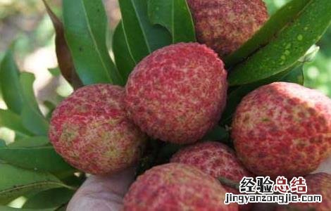 孕妇能吃荔枝吗 孕妇能吃荔枝吗 孕中期