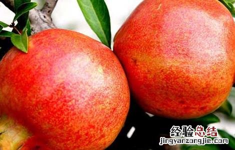 孕妇可以吃石榴吗有什么好处 孕妇可以吃石榴吗