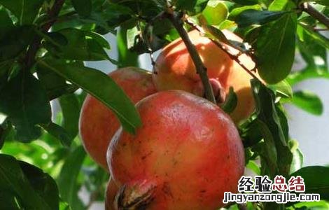 孕妇可以吃石榴吗有什么好处 孕妇可以吃石榴吗