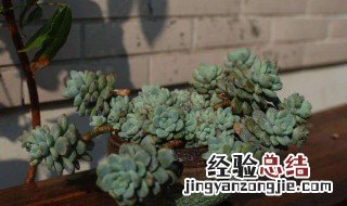 艾伦怎么养爆盆 艾伦如何爆盆