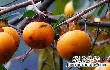 野柿子泡酒的功效与作用是什么 野柿子泡酒的功效与作用