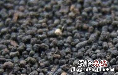 虫屎茶百科 虫屎茶是什么茶