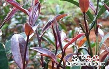 紫鹃茶的功效与作用 紫鹃茶的功效与作用及禁忌