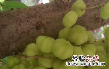 醋栗粉的功效与作用与禁忌女性 醋栗粉的功效与作用与禁忌