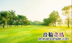 杨树高榕树壮梨花是什么呢 杨树高榕树壮梨花什么
