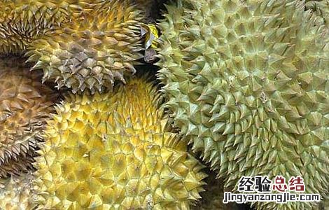 孕妇可以吃榴莲吗 孕妇可以吃榴莲吗?