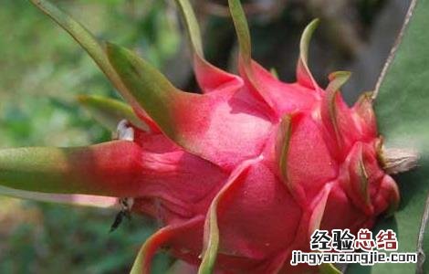 孕妇能吃火龙果吗孕晚期 孕妇能吃火龙果吗