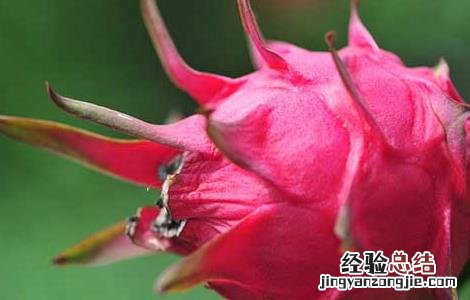 孕妇能吃火龙果吗孕晚期 孕妇能吃火龙果吗