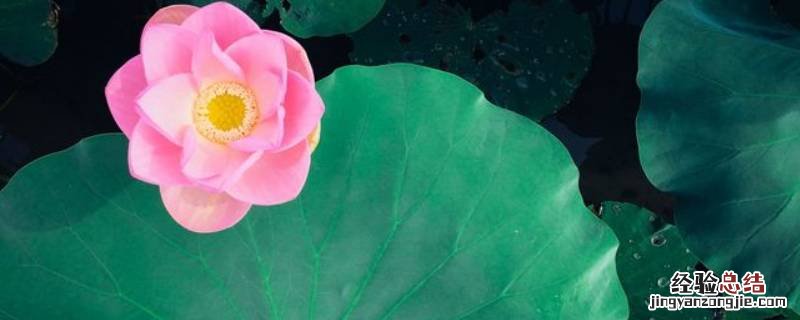 荷花有什么姿态4种 荷花的四种姿态是什么