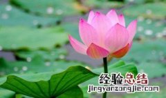 三年级下册语文荷花优美语句 荷花优美语句摘抄