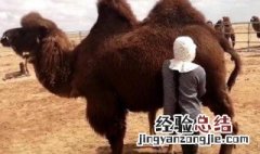 高血压的人喝骆驼奶有什么好处 喝骆驼奶有什么好处