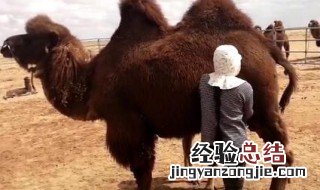 高血压的人喝骆驼奶有什么好处 喝骆驼奶有什么好处
