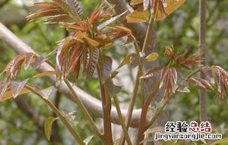 孕妇能吃香椿吗中期 孕妇能吃香椿吗