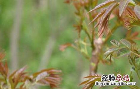 孕妇能吃香椿吗中期 孕妇能吃香椿吗