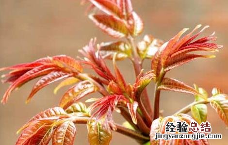 孕妇能吃香椿吗中期 孕妇能吃香椿吗