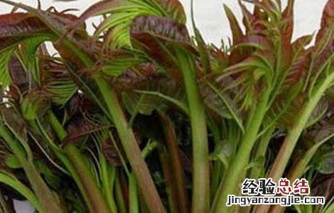 孕妇能吃香椿吗中期 孕妇能吃香椿吗