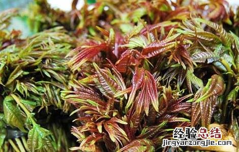 孕妇能吃香椿吗中期 孕妇能吃香椿吗