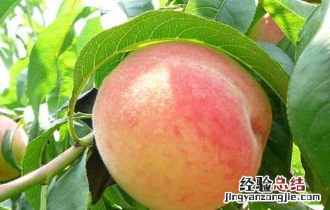 孕妇能吃桃子吗早期 孕妇能吃桃子吗