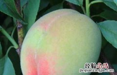 孕妇能吃桃子吗早期 孕妇能吃桃子吗
