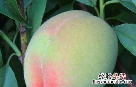 孕妇能吃桃子吗早期 孕妇能吃桃子吗