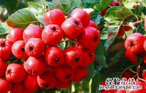 孕妇能吃山楂吗 孕妇能吃山楂吗晚期