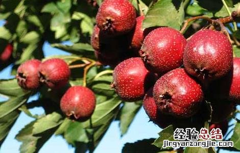 孕妇能吃山楂吗 孕妇能吃山楂吗晚期