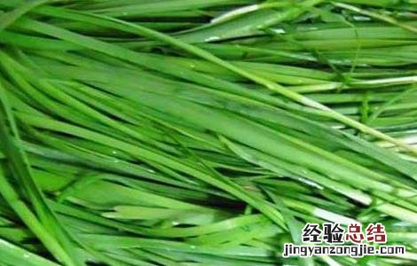 孕妇能吃韭菜吗 初期 一个月 孕妇能吃韭菜吗