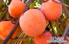 柿子不能和什么一起吃 柿子不能和什么一起吃?