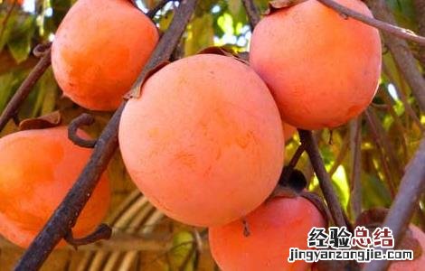 柿子不能和什么一起吃 柿子不能和什么一起吃?