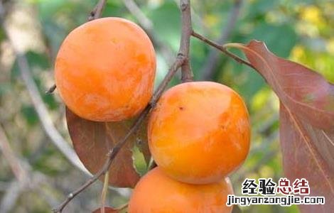 孕妇能吃柿子吗 孕妇能吃柿子吗中晚期