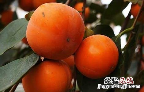 孕妇能吃柿子吗 孕妇能吃柿子吗中晚期
