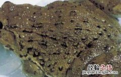 孕妇能吃田鸡吗中期 孕妇能吃田鸡吗