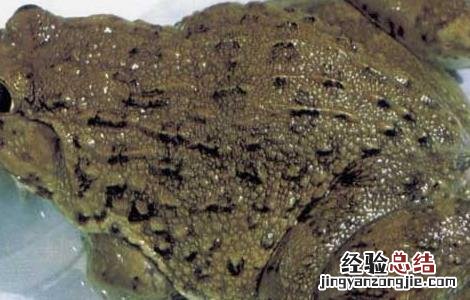 孕妇能吃田鸡吗中期 孕妇能吃田鸡吗