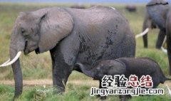 保护大象的一句话 关于保护大象的句子